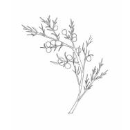 Disegno della pianta