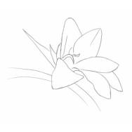 Disegno della pianta