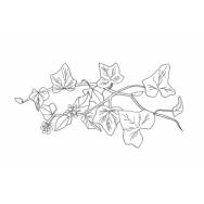 Disegno della pianta
