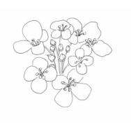 Disegno della pianta