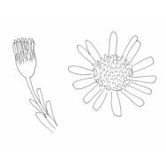 Disegno della pianta