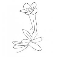 Disegno della pianta