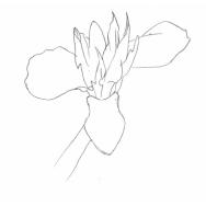 Disegno della pianta