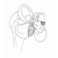 Disegno della pianta