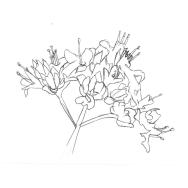 Disegno della pianta