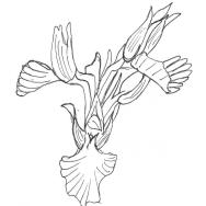 Disegno della pianta