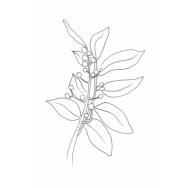 Disegno della pianta