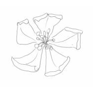 Disegno della pianta