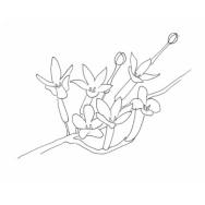 Disegno della pianta