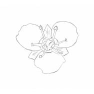 Disegno della pianta