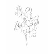 Disegno della pianta