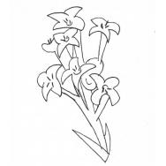 Disegno della pianta