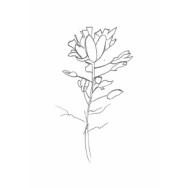 Disegno della pianta