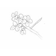 Disegno della pianta