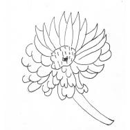 Disegno della pianta