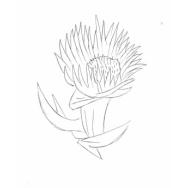 Disegno della pianta