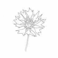 Disegno della pianta