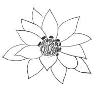 Disegno della pianta