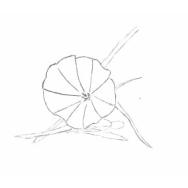 Disegno della pianta