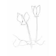 Disegno della pianta
