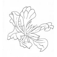 Disegno della pianta
