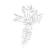 Disegno della pianta