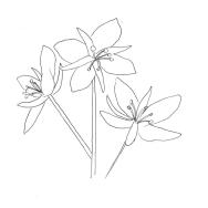 Disegno della pianta