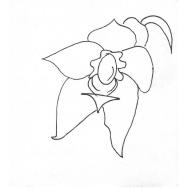 Disegno della pianta