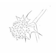 Disegno della pianta