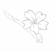 Disegno della pianta