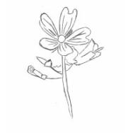 Disegno della pianta