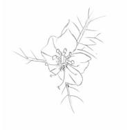 Disegno della pianta