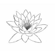 Disegno della pianta