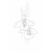 Disegno della pianta