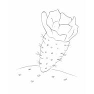 Disegno della pianta