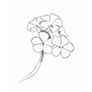 Disegno della pianta