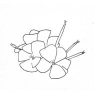 Disegno della pianta