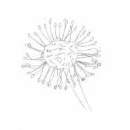 Disegno della pianta