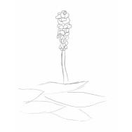Disegno della pianta