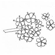 Disegno della pianta