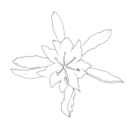 Disegno della pianta