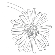 Disegno della pianta