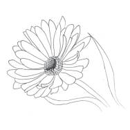 Disegno della pianta