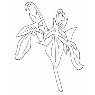 Disegno della pianta