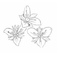 Disegno della pianta